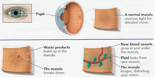 AMD Evolution