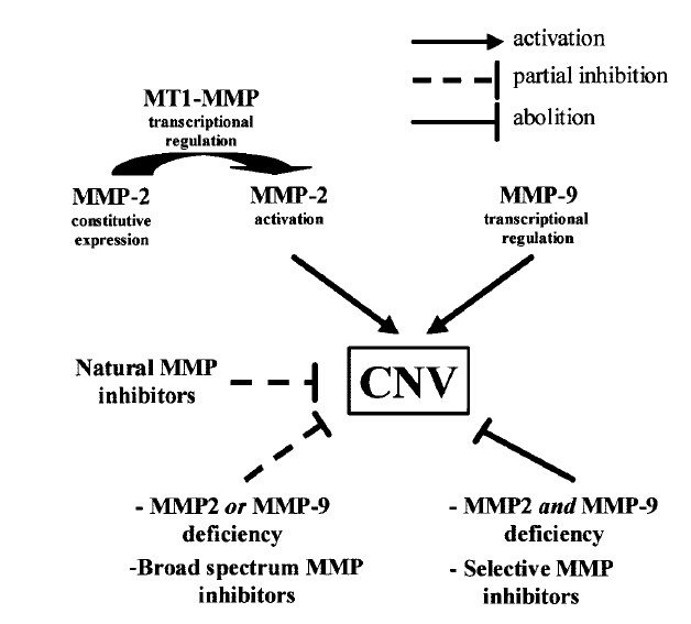 Mecanisme d'action des MMPs dans la neovascularisation choroidienne induite au laser chez la souris