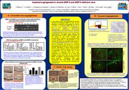 Impaired angiogenesis in double MMP-2 and MMP-9 deficient mice